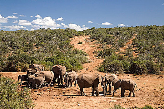 非洲象,牧群,阿多大象国家公园,东开普省,南非,非洲