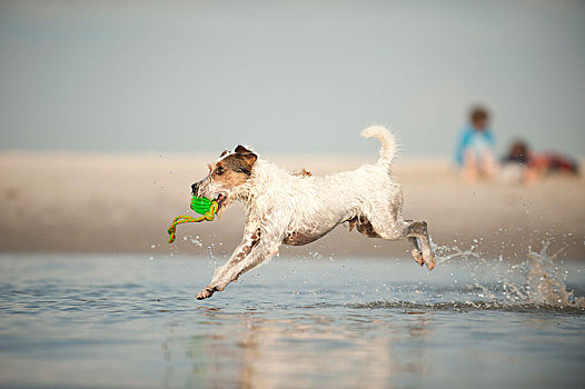 梗犬,玩,海滩