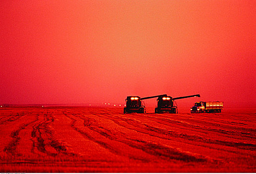 收获,小麦,日落,萨斯喀彻温,加拿大