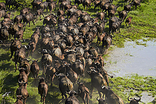 南非水牛,奥卡万戈三角洲,博茨瓦纳,非洲