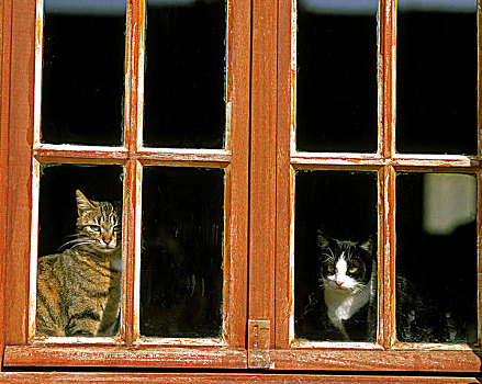 家猫,窗户