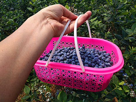 蓝莓,采摘蓝莓