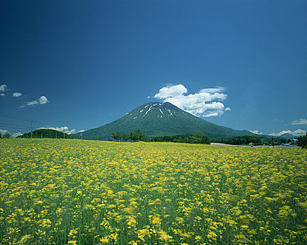 油菜地,山