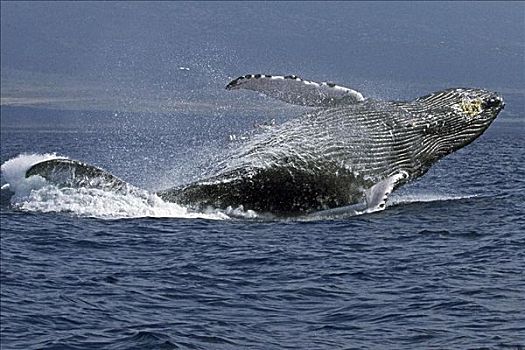 夏威夷,驼背鲸,大翅鲸属,鲸鱼,鲸跃