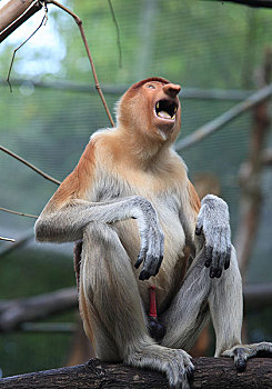 新加坡动物园猴子长鼻猴