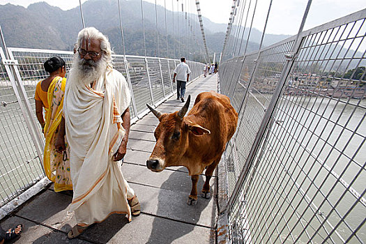 印度,里虚克虚,神圣,母牛,桥