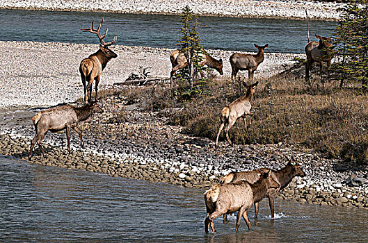 野生,公麋鹿,鹿属,鹿,牧群,雌性,麋鹿,阿萨巴斯卡河,艾伯塔省,加拿大