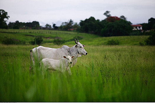母牛,地点,里约热内卢,巴西