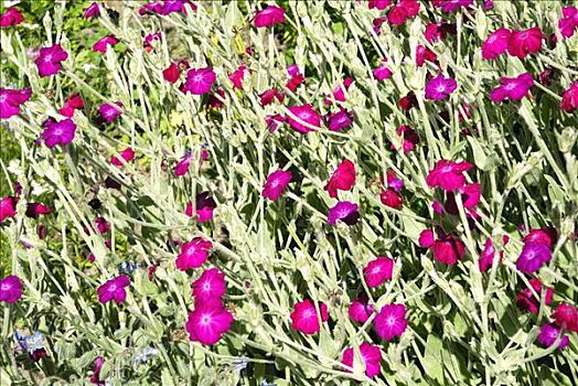 紫花,石竹