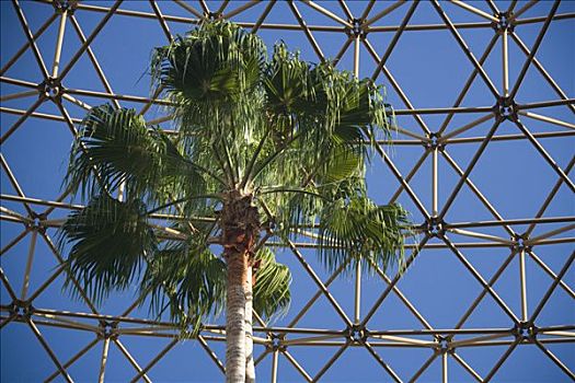 棕榈树,正面,铁,框架,洛杉矶,加利福尼亚,美国