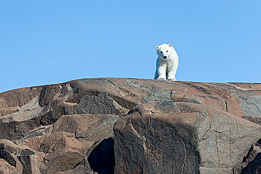 挪威,斯瓦尔巴特群岛,北极熊,幼兽,石头,海洋