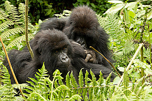 非洲,卢旺达,火山国家公园,山地大猩猩,大猩猩,多,白天,窝,濒临灭绝