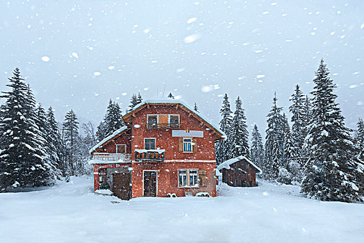 红房,树林,下雪,威尼托,意大利