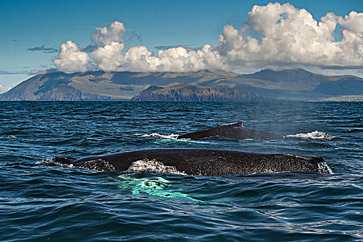 两个,驼背鲸,大翅鲸属,鲸鱼,游动,一起,爱尔兰