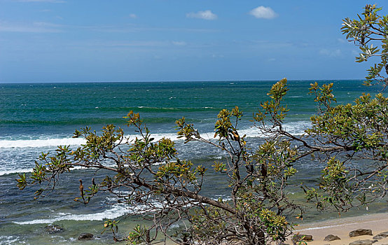 澳大利亚,拔克西木属,风吹,海洋,背景