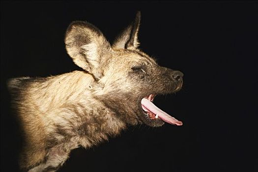 非洲野狗,非洲野犬属,奥卡万戈三角洲,博茨瓦纳,非洲