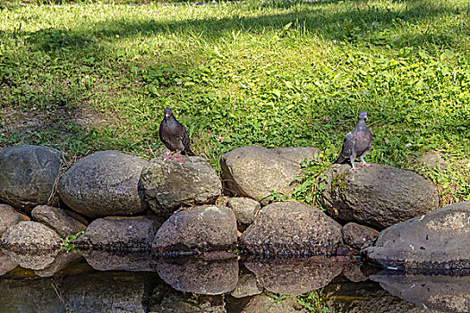 两个,鸽子,坐,石头,反射