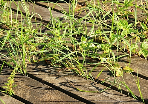 杂草,草,厚木板,地面
