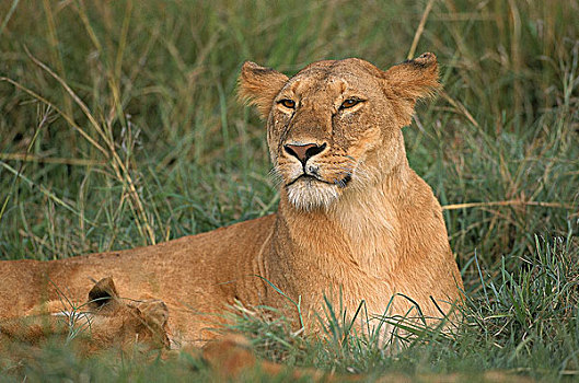 非洲狮,狮子,雌性,吸吮,幼兽,肯尼亚