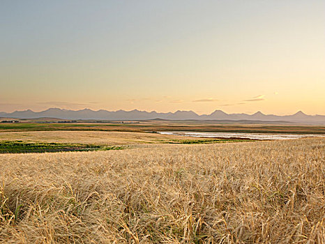 小麦,地点,就绪,丰收,岩石,山峦,远景,夹锭钳,溪流,艾伯塔省,加拿大