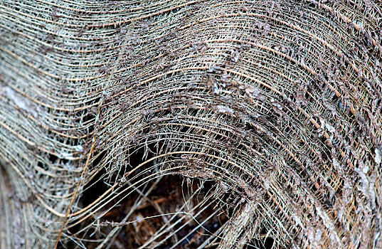 纤维,棕榈树,树皮,纽约,马达加斯加,非洲
