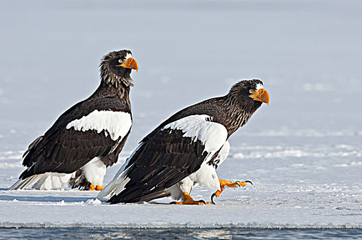 海鹰,虎头海雕,一对,冰,堪察加半岛,俄罗斯