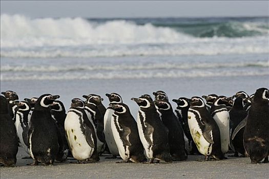 麦哲伦企鹅,小蓝企鹅,群,海滩,福克兰群岛