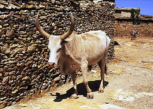 牛,寺院,靠近,阿克苏姆,埃塞俄比亚