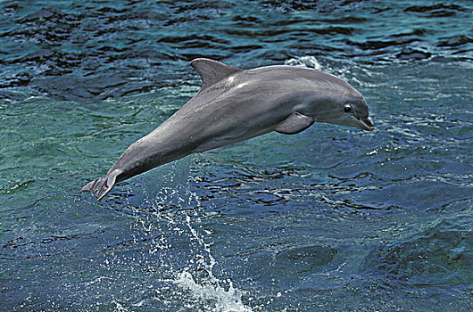 宽吻海豚,成年,跳跃