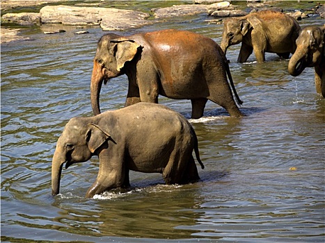 大象,浴,动物收容院