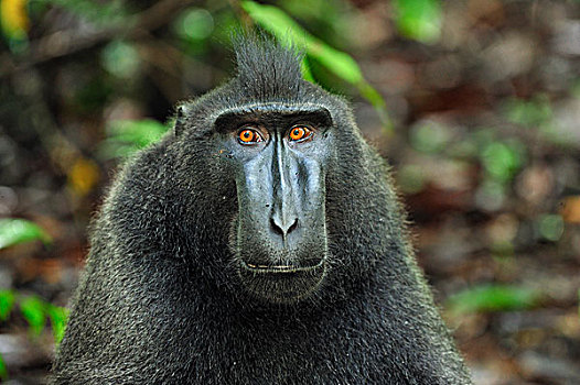 黑色,短尾猿,弥猴属,头像,北方,苏拉威西岛,印度尼西亚
