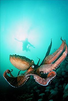 加拿大,不列颠哥伦比亚省,巨型太平洋章鱼,潜水,注视