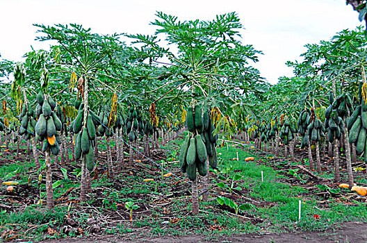 木瓜,水果,种植园,靠近,尼加拉瓜,中美洲