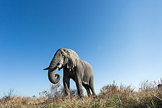 非洲,博茨瓦纳,乔贝国家公园,仰视,非洲象,进食,萨维提,湿地