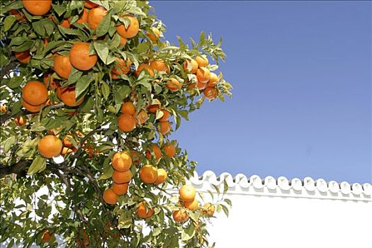 橘树,水果