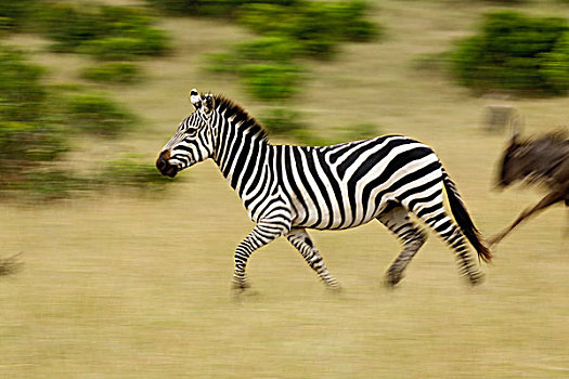 斑马,动态,跑,马塞马拉野生动物保护区,肯尼亚