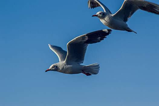 洱海飞翔的海鸥