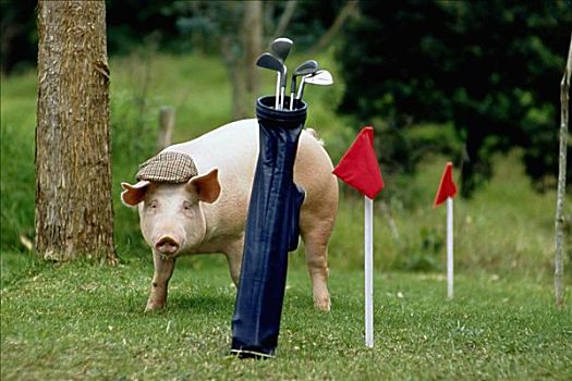 猪,站立,正面,高尔夫球袋
