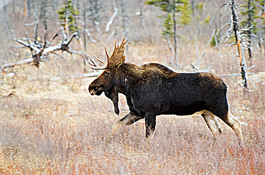 驼鹿,雄性,鹿,家庭,世界,瓦特顿湖国家公园,西南方,艾伯塔省,加拿大