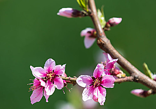 桃花开