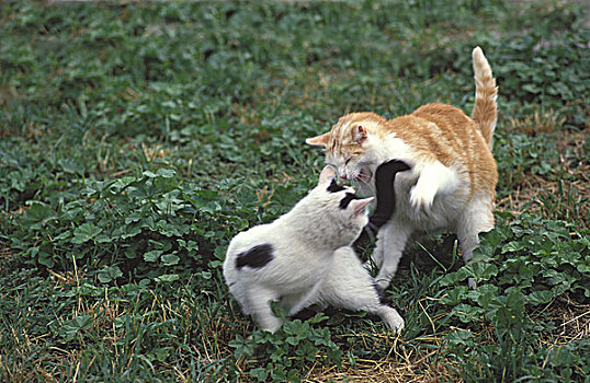 家猫,成年,争斗