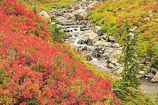 秋色,溪流,靠近,乐园,住宿,山,雷尼尔山,国家公园,美国