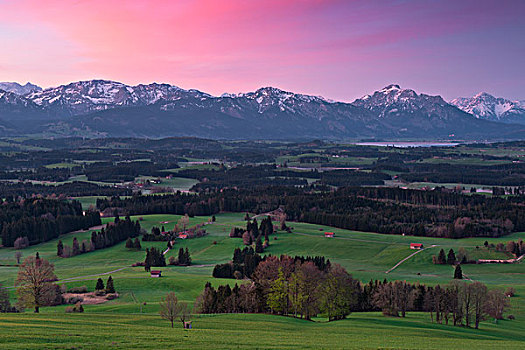德国,巴伐利亚,山,阿尔卑斯山,草地,风景,亮光,童话,春天,树,清新,绿色,紫色,彩色,早晨,日出,巨大,全景