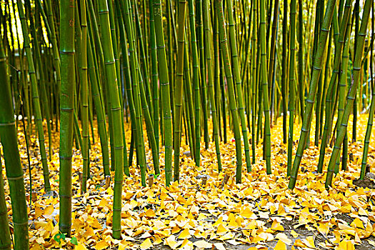 绿色的竹林和满地的黄色银杏叶
