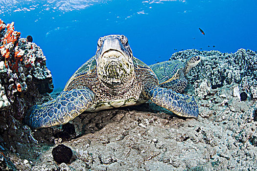 夏威夷,两个,绿海,海龟,龟类,海洋,礁石