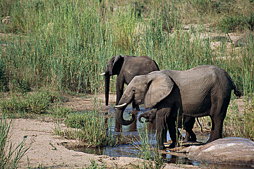 大象,克鲁格国家公园,南非