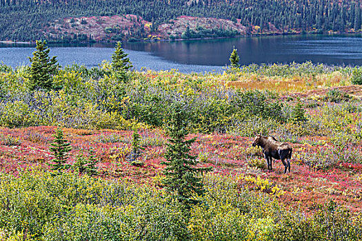 风景,母牛,驼鹿,靠近,旺湖,彩色,秋叶,德纳里峰国家公园,阿拉斯加,美国