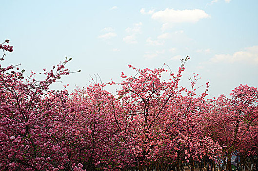 昆明春季圆通山的樱花