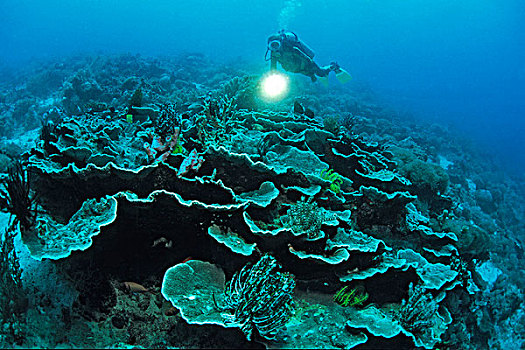 水中呼吸器,潜水,珊瑚,礁石,支配,婆罗洲,马来西亚,印度洋,海洋,亚洲