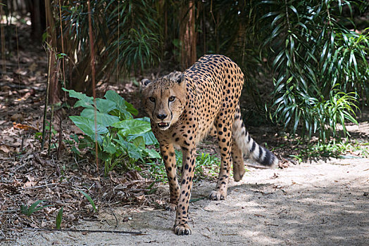 印度豹,新加坡动物园